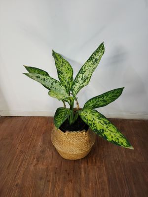 Difembaquia vesuvios con cesto 