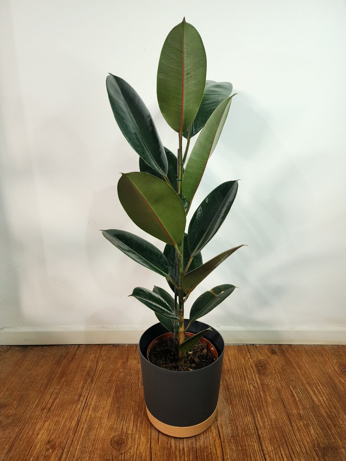 Ficus gomero con maceta L 1m aprox