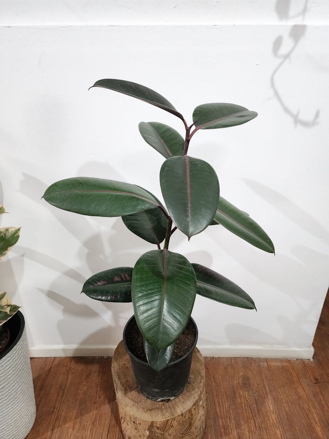 Ficus gomero  80cm aprox 