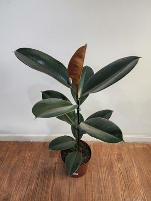 Ficus gomero  75cm aprox 