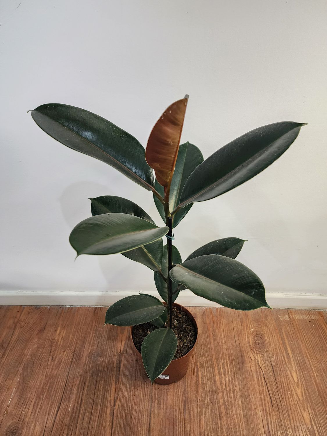 Ficus gomero  80cm aprox 
