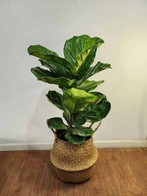 Ficus lyrata 1m aprox con cesto