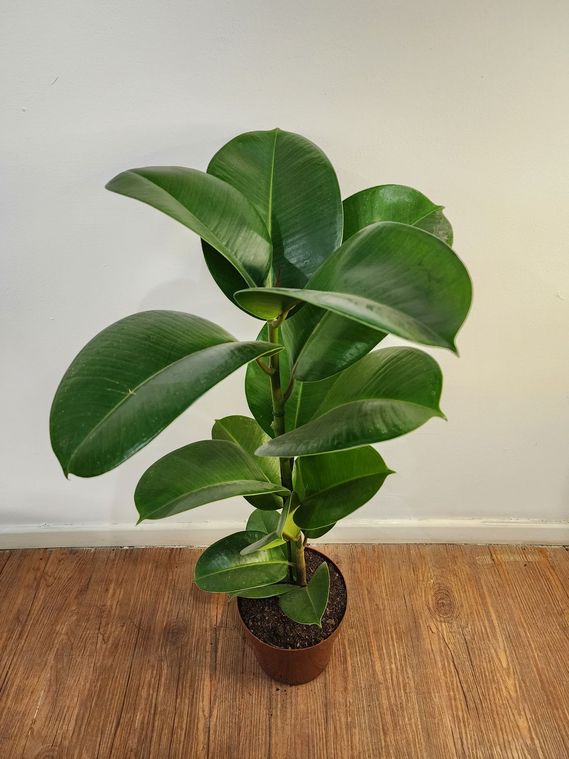 Ficus gomero verde 80 cm aprox.