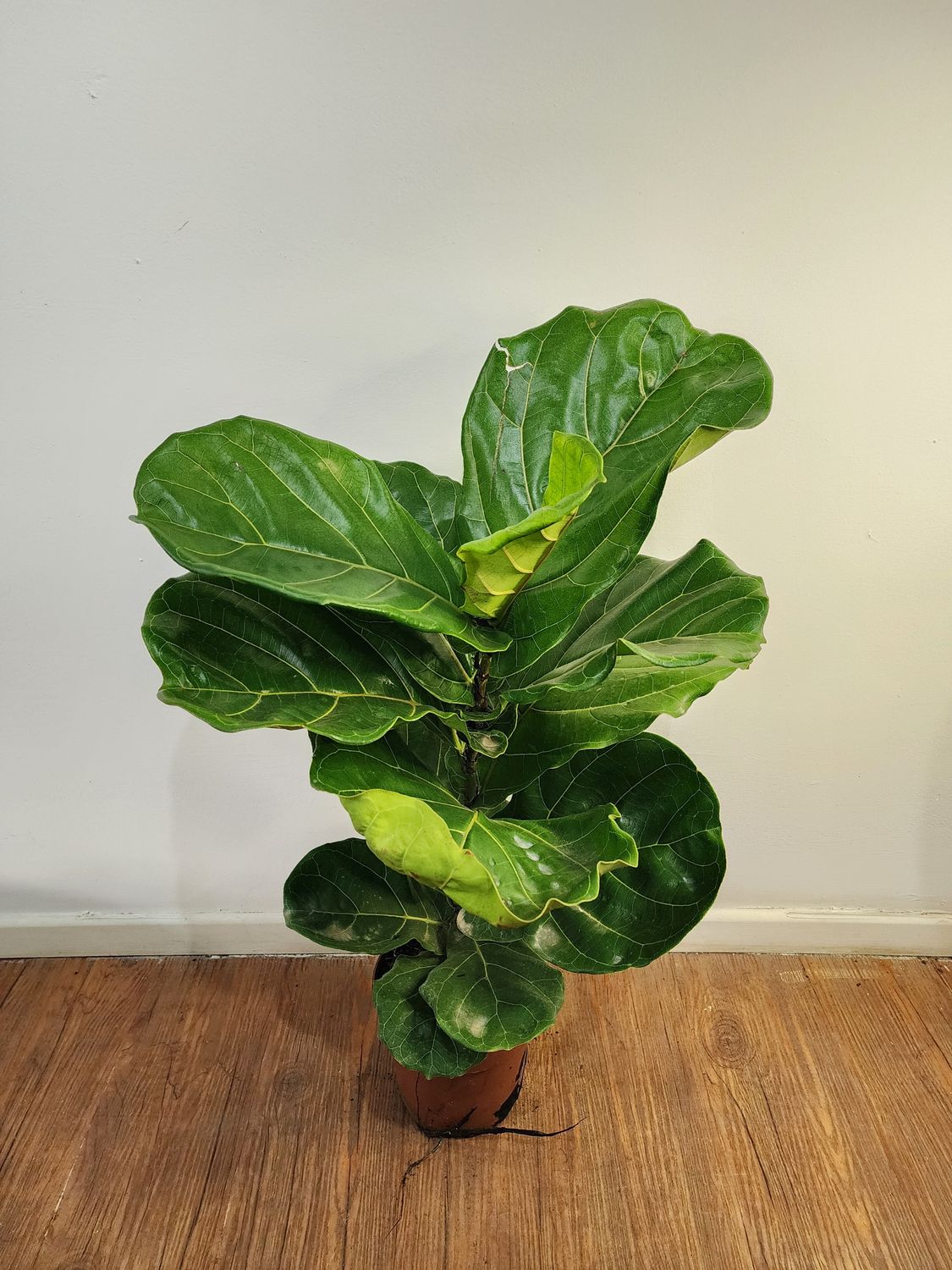 Ficus lyrata 80cm aprox