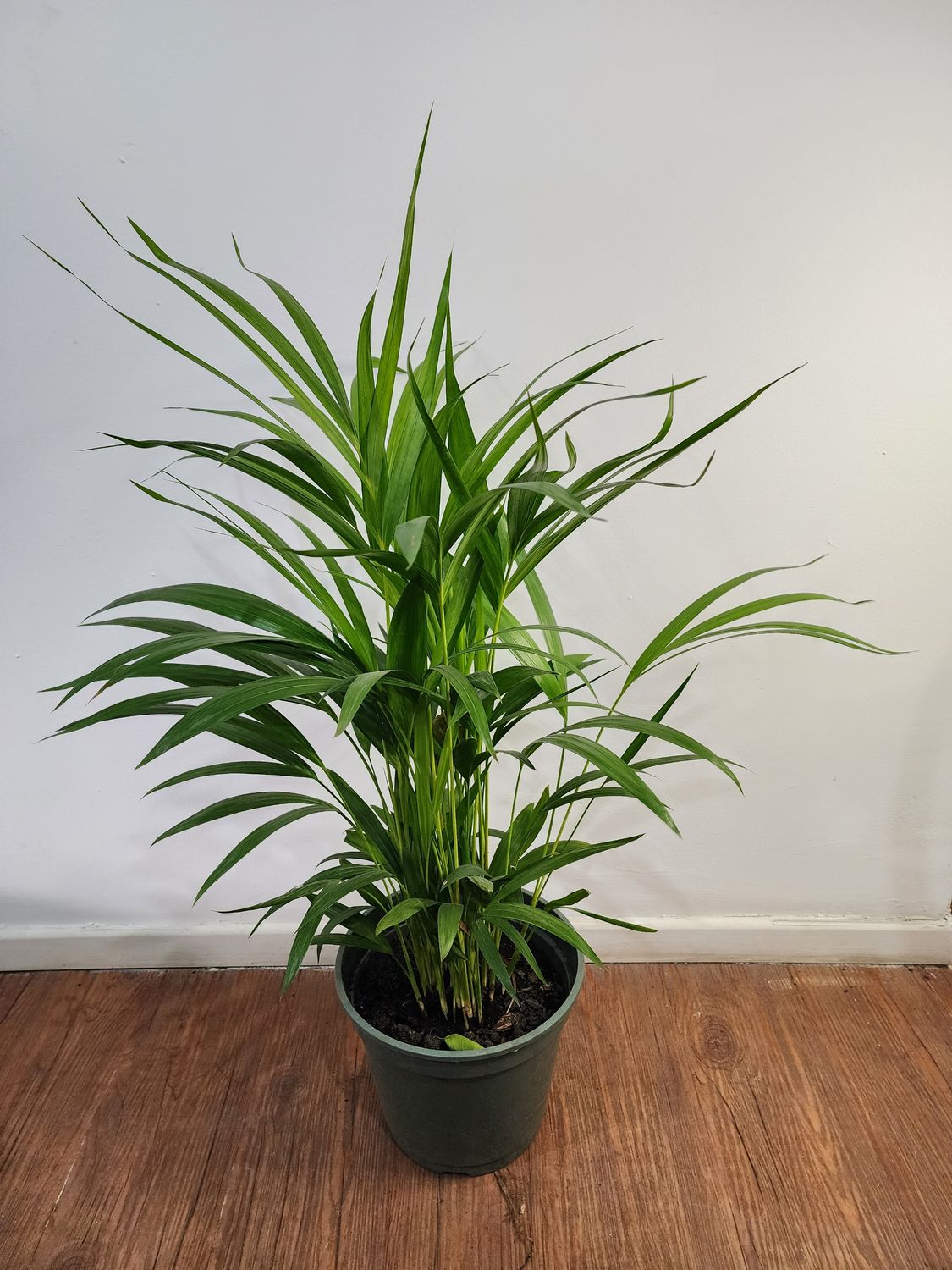 Palmera Areca 80cm aprox