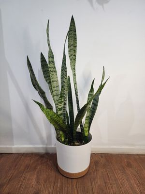 Espada de San Jorge  con maceta 