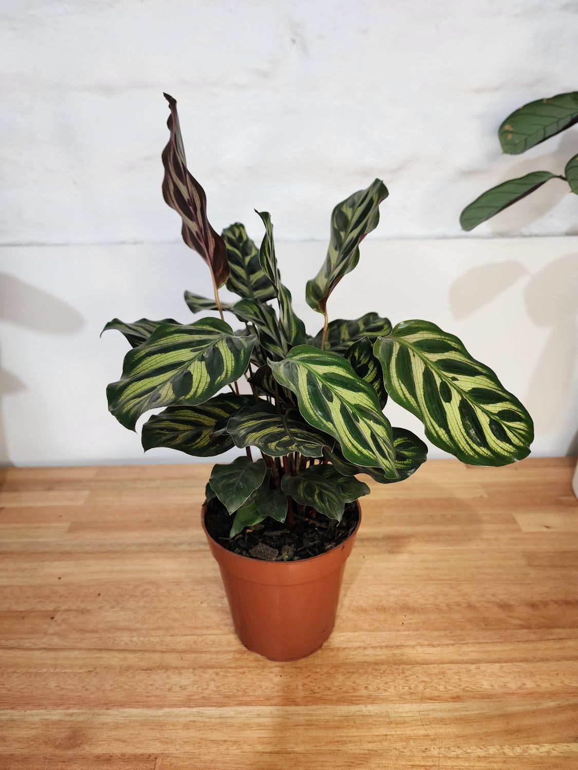 Calathea Makoyana