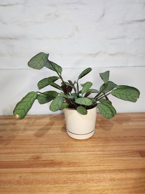 Calathea ctenanthe con maceta 