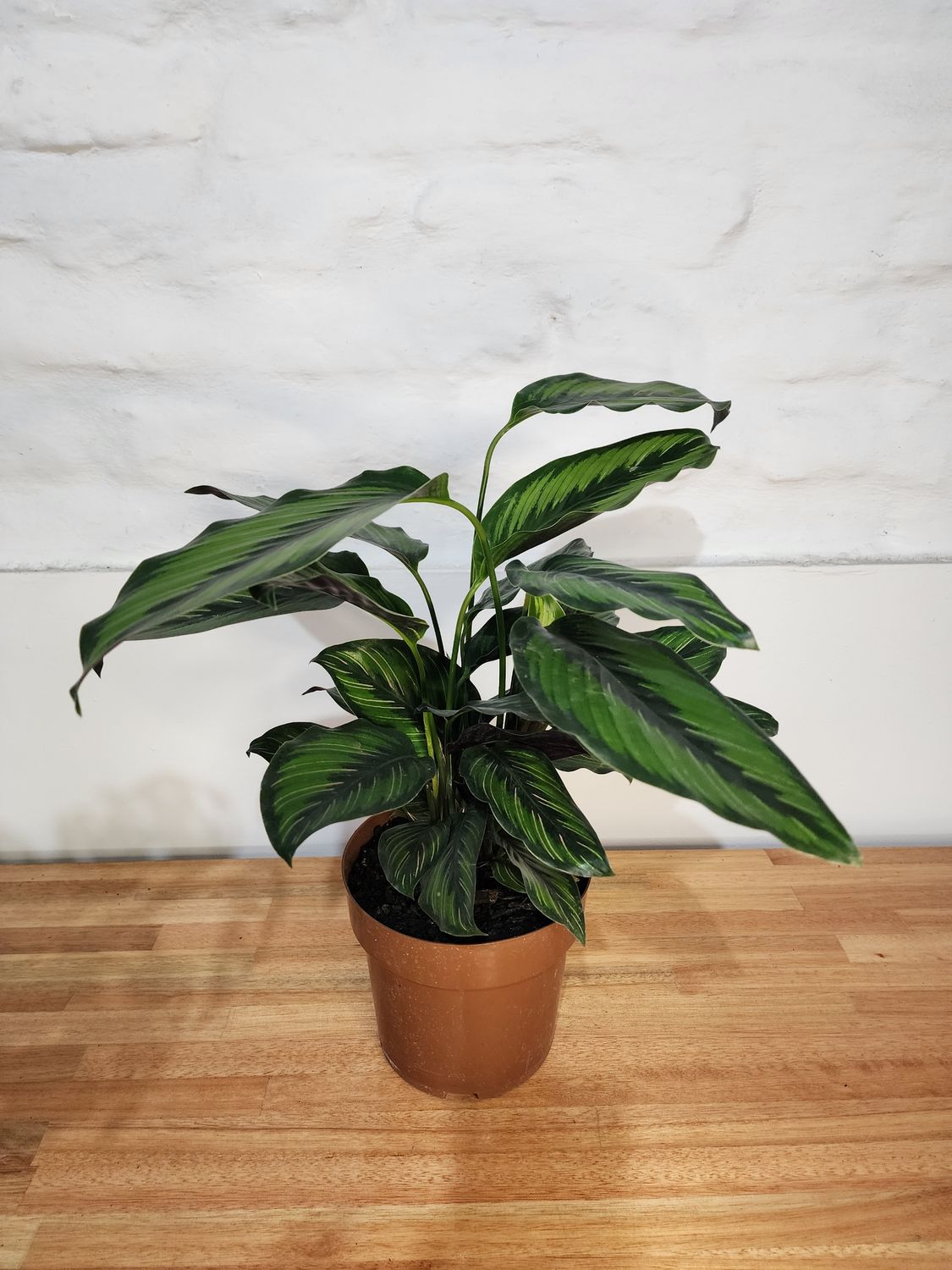Calathea beauty star