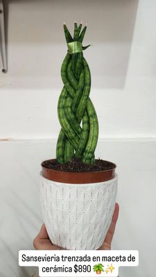 Sanseviera trenzada maceta de cerámica