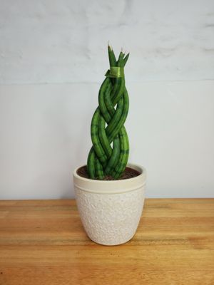 Sanseviera trenzada maceta de cerámica