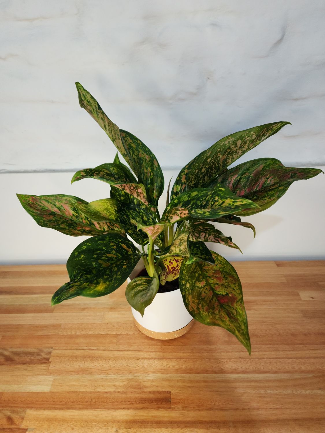 Aglaeonema con maceta