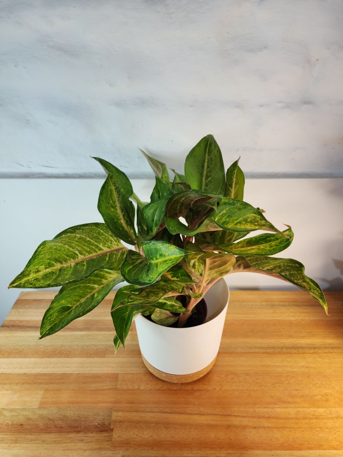 Aglaeonema con maceta 