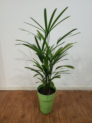 Palmera Raphis 70cm aprox 