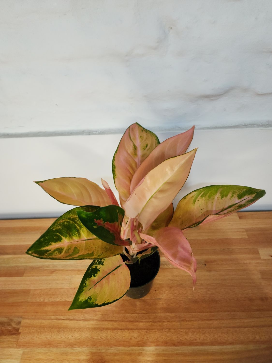 Aglaenoema