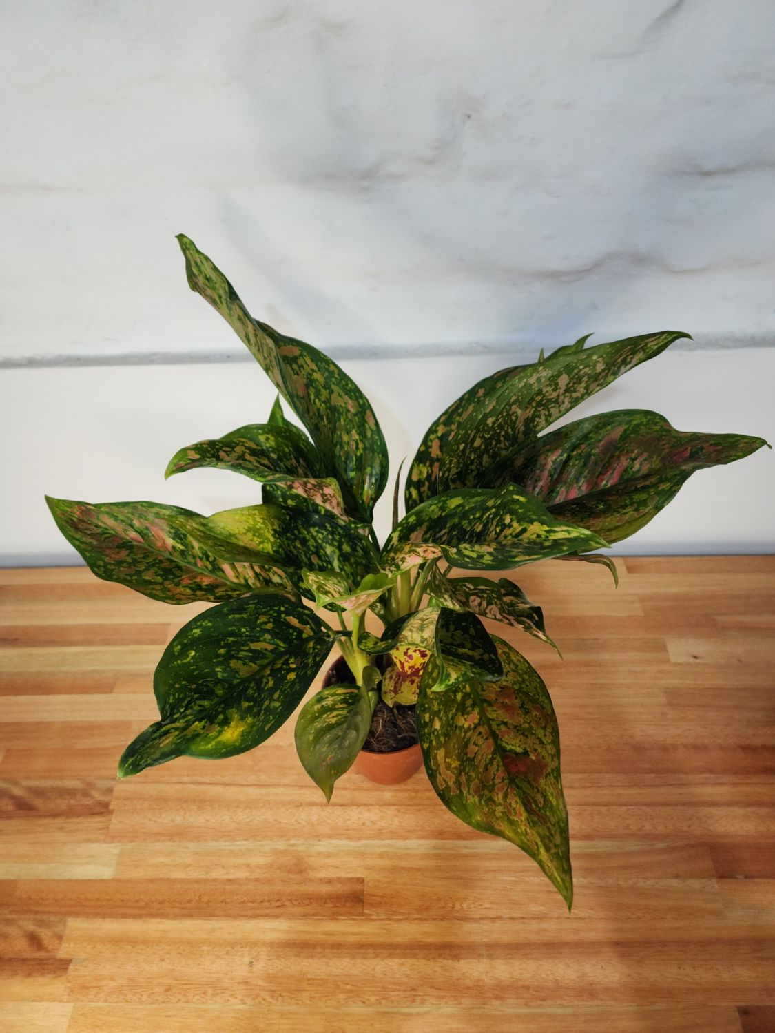 Aglaeonema