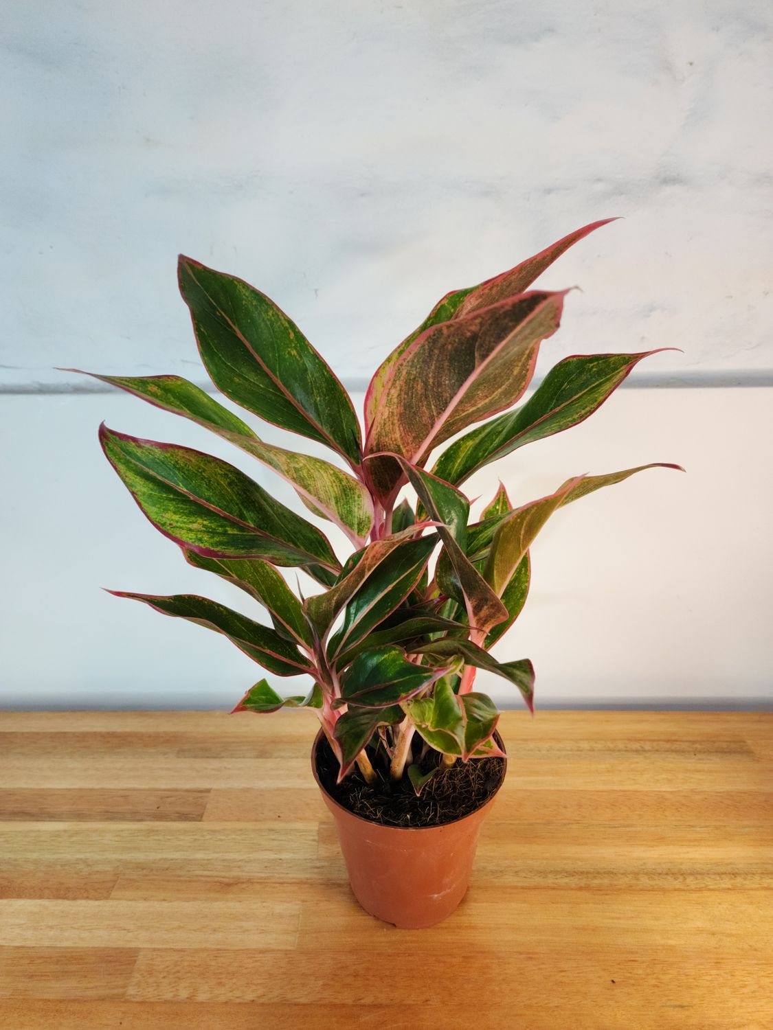 Aglaeonema