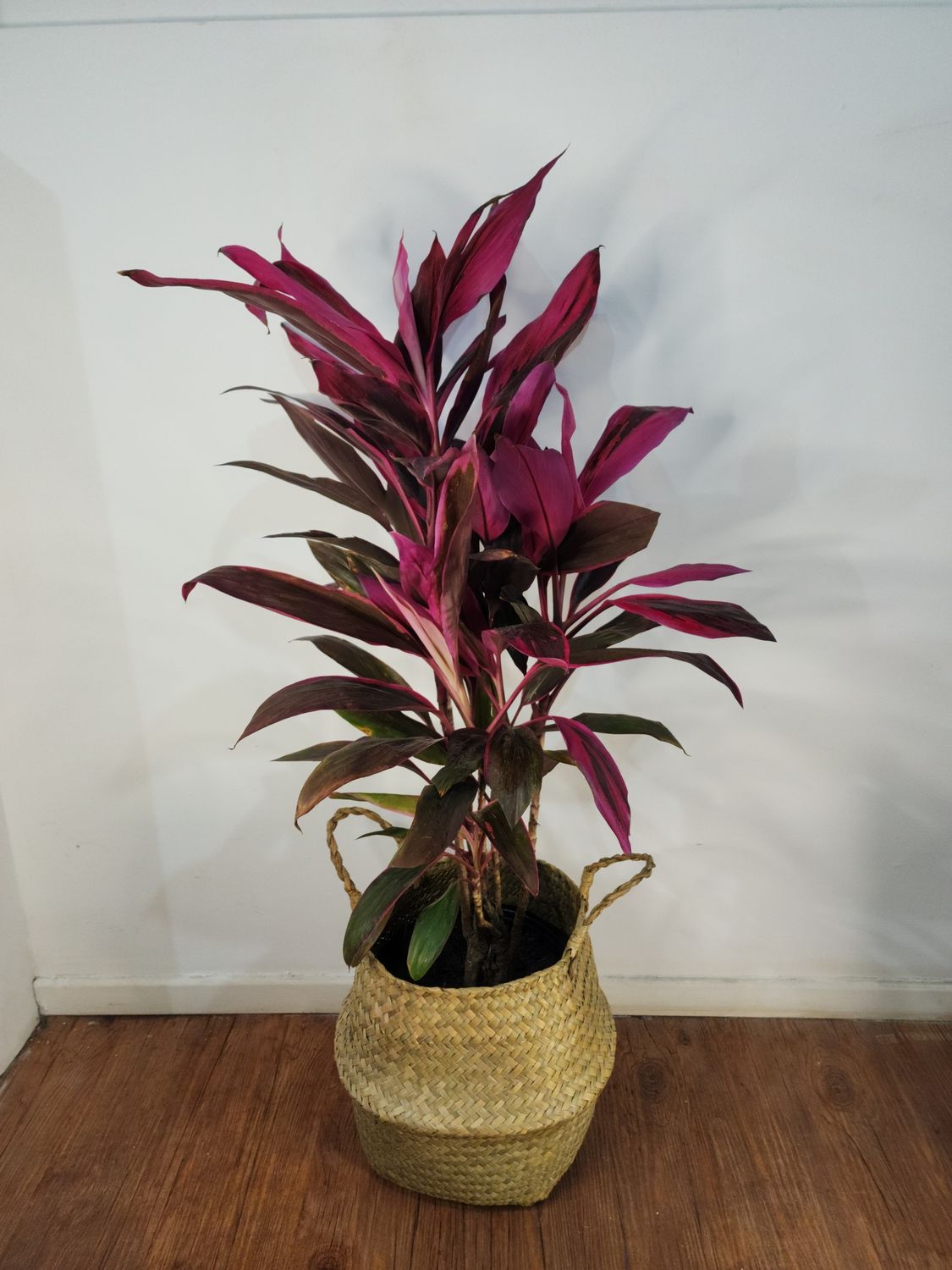 Dracena cordyline con cesto