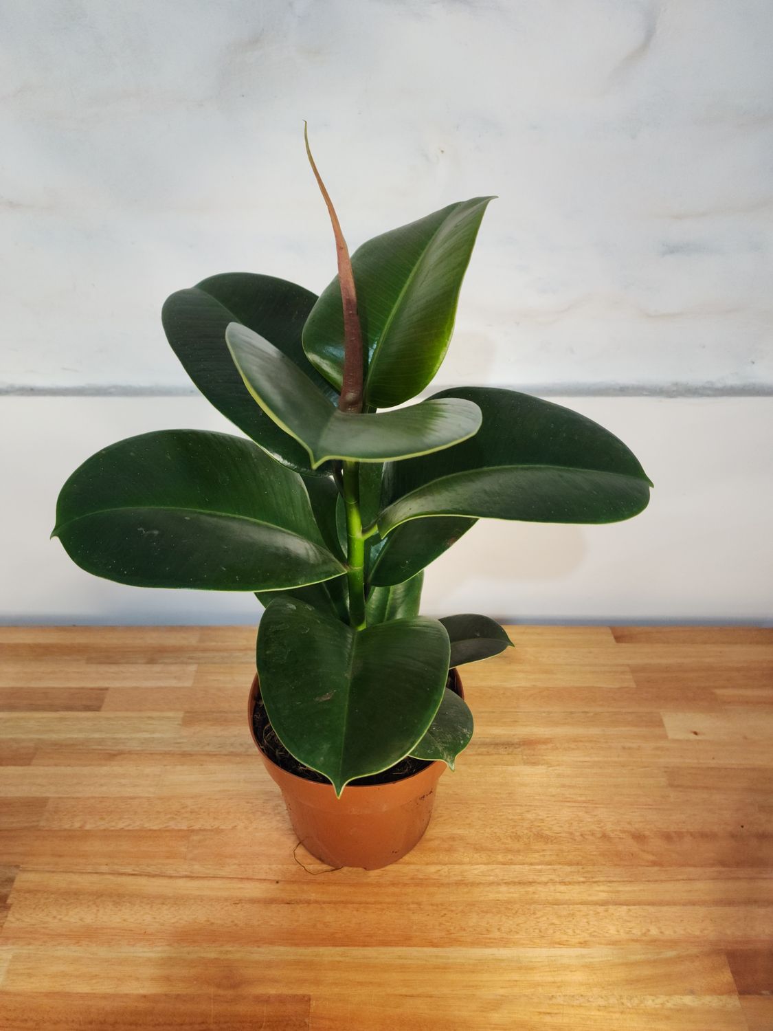 Ficus gomero verde mini 60cm