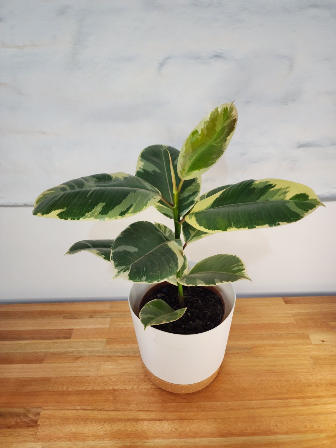 Ficus gomero tineke 60cm con maceta
