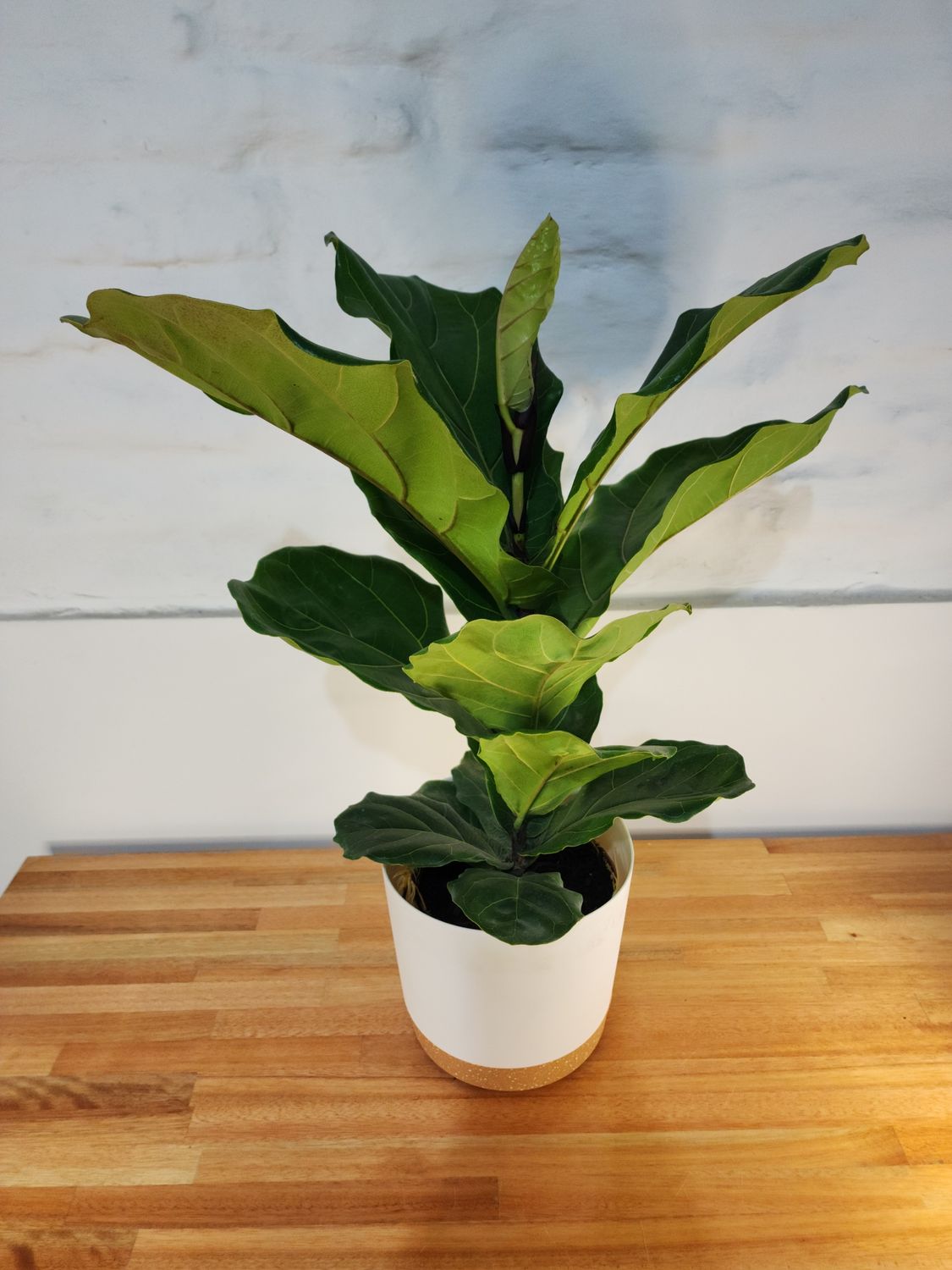 Ficus lyrata con maceta