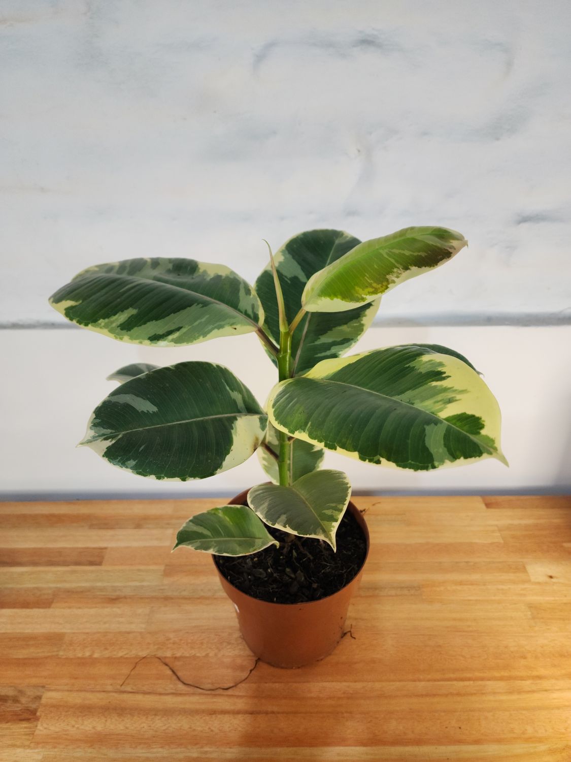Ficus gomero tineke