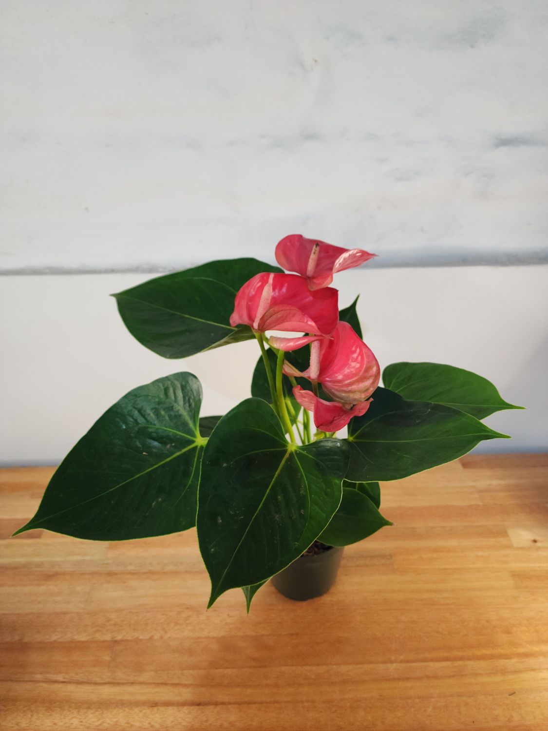 Anturio rosa