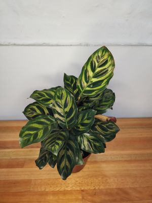 Calathea Makoyana