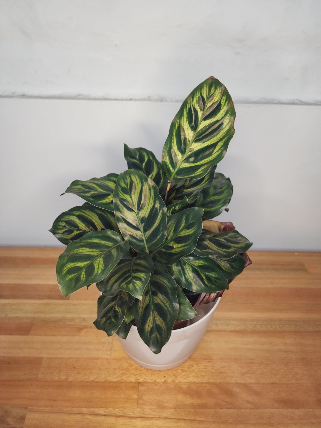 Calathea makoyana con maceta blanca