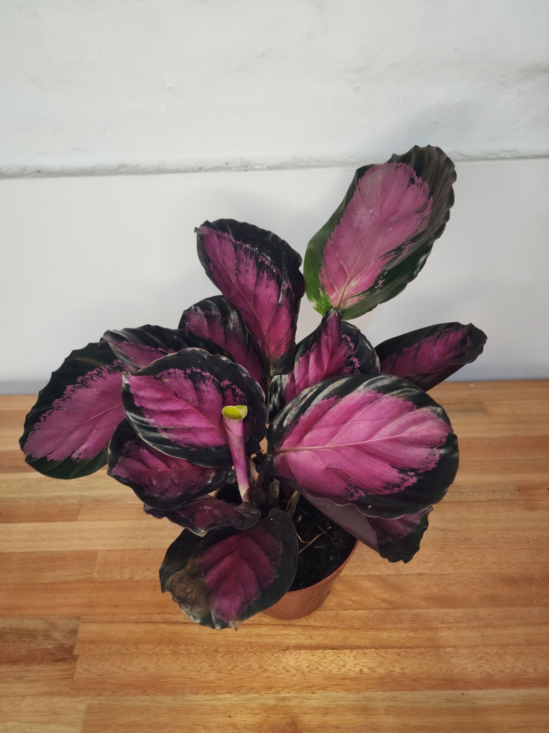 Calathea roseopicta