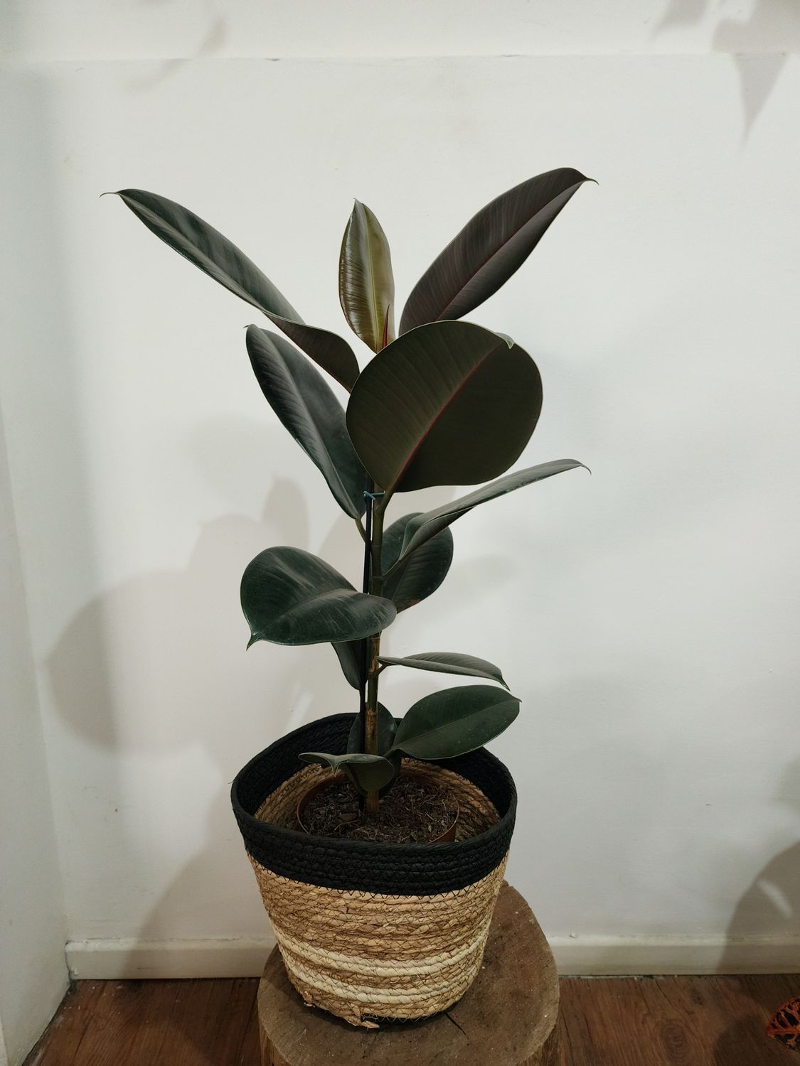 Ficus gomero negro con cesto 85cm aprox