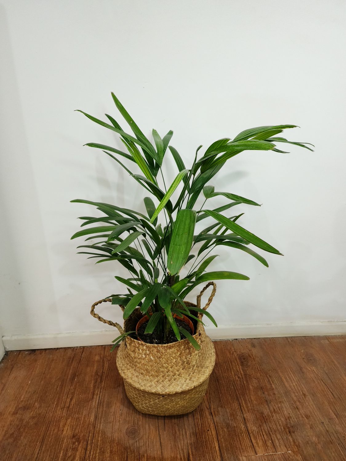 Palmera Raphis en cesto