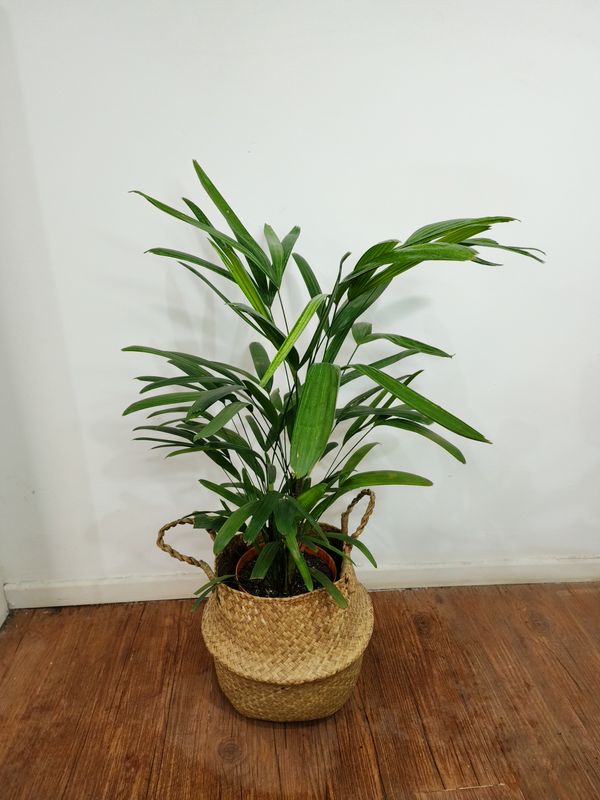 Palmera Raphis en cesto
