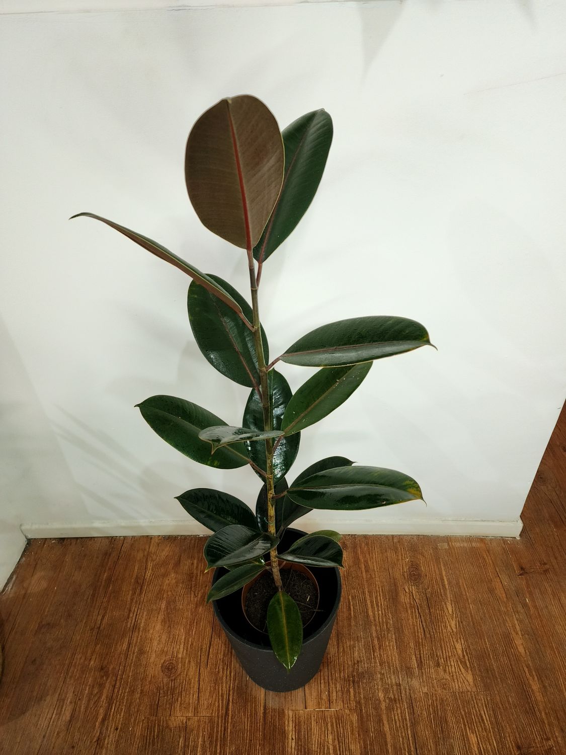 Ficus gomero negro 1.2m con maceta L
