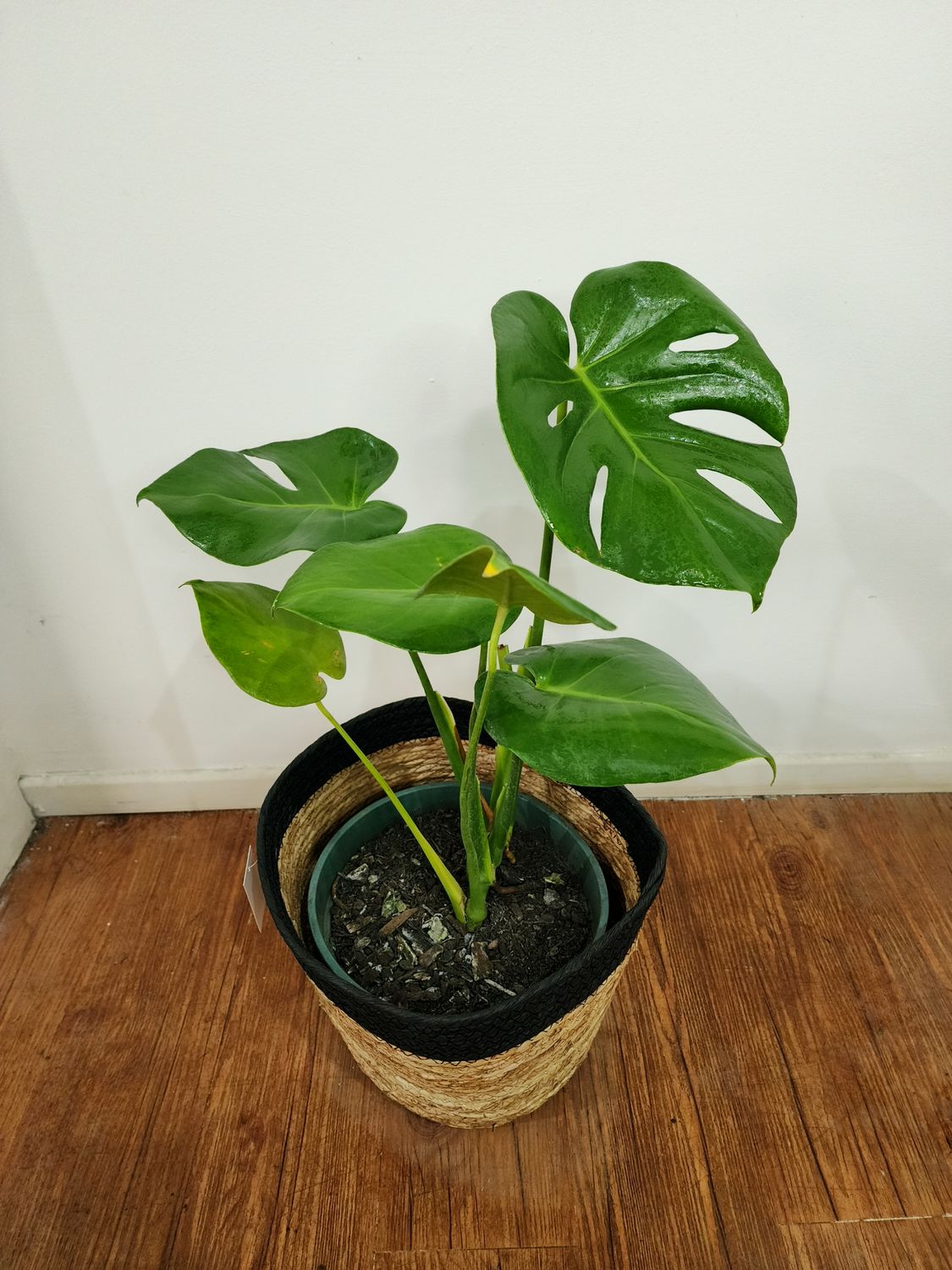 Monstera o Esqueleto de caballo con cesto