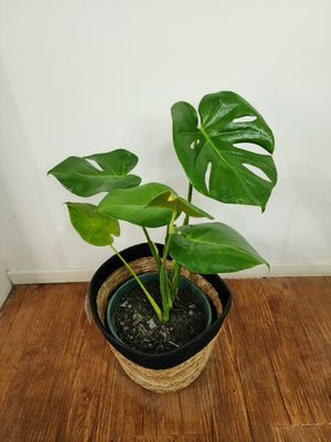 Monstera o Esqueleto de caballo con cesto