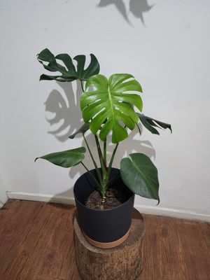 Monstera deliciosa con maceta