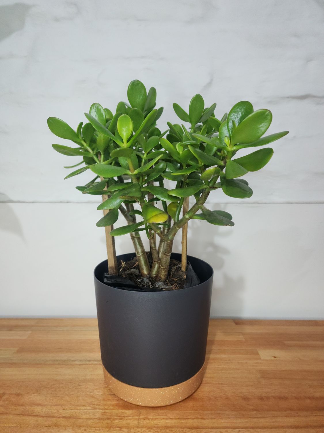 Árbol de jade con maceta 