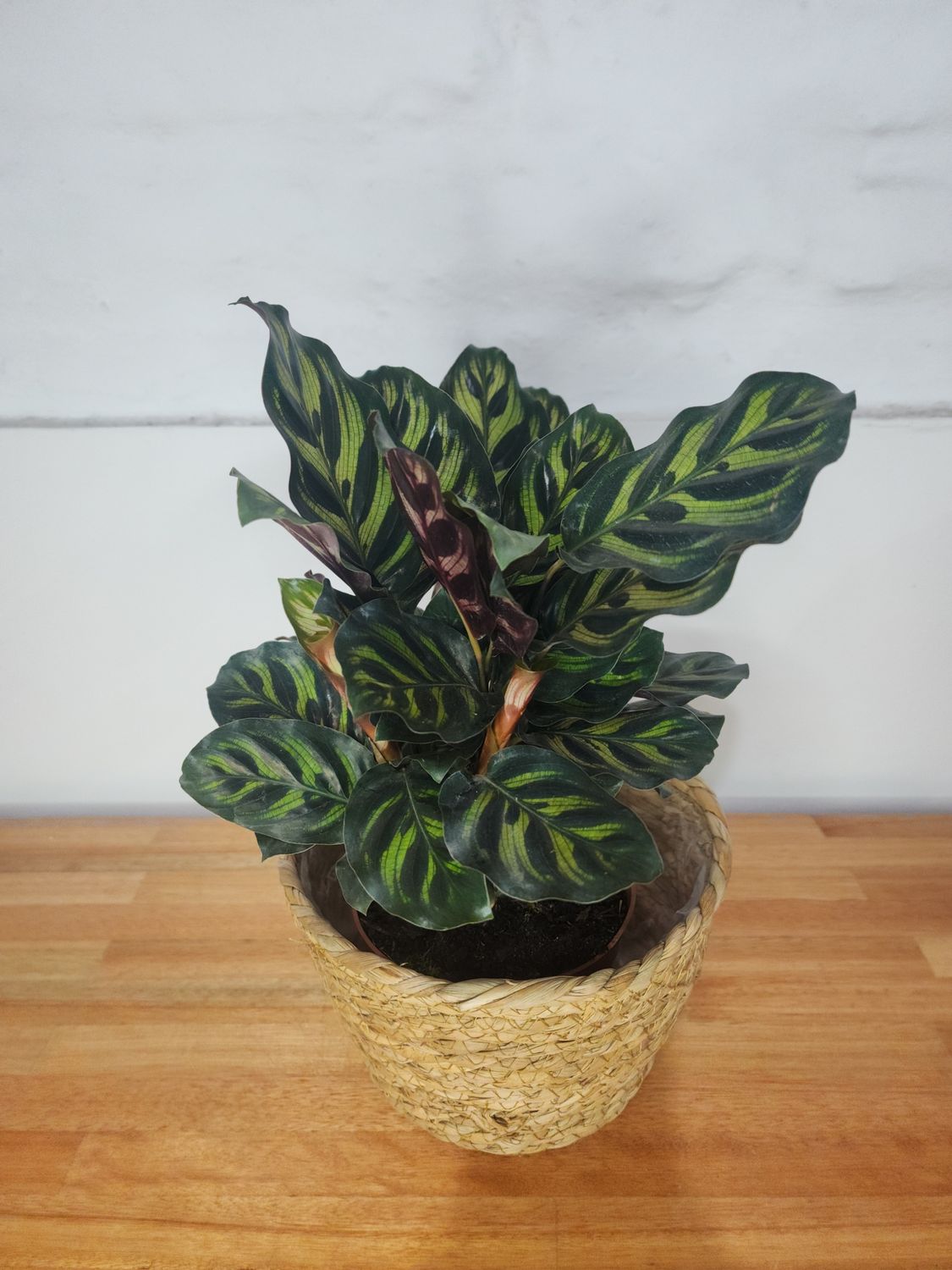 Calathea makoyana con cesto