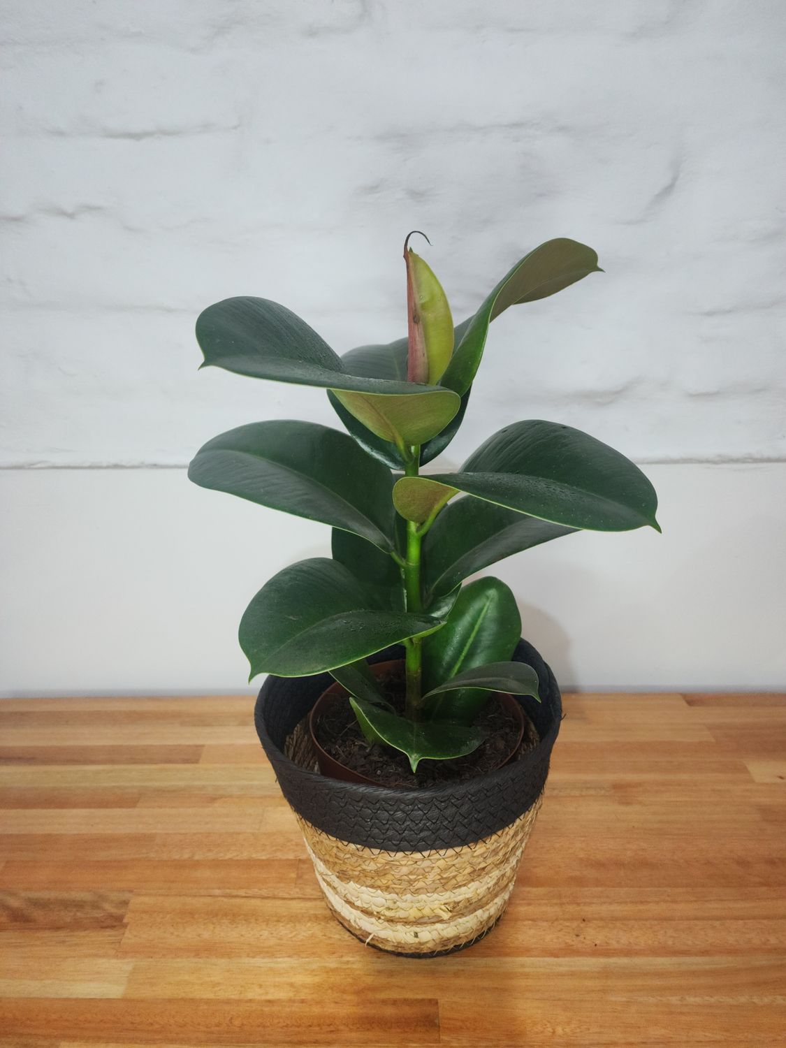 Ficus gomero verde con cesto 60cm