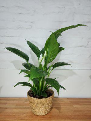 Spatifilum o lirio de la paz con cesto