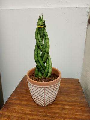Sansevieria trenzada en maceta cerámica