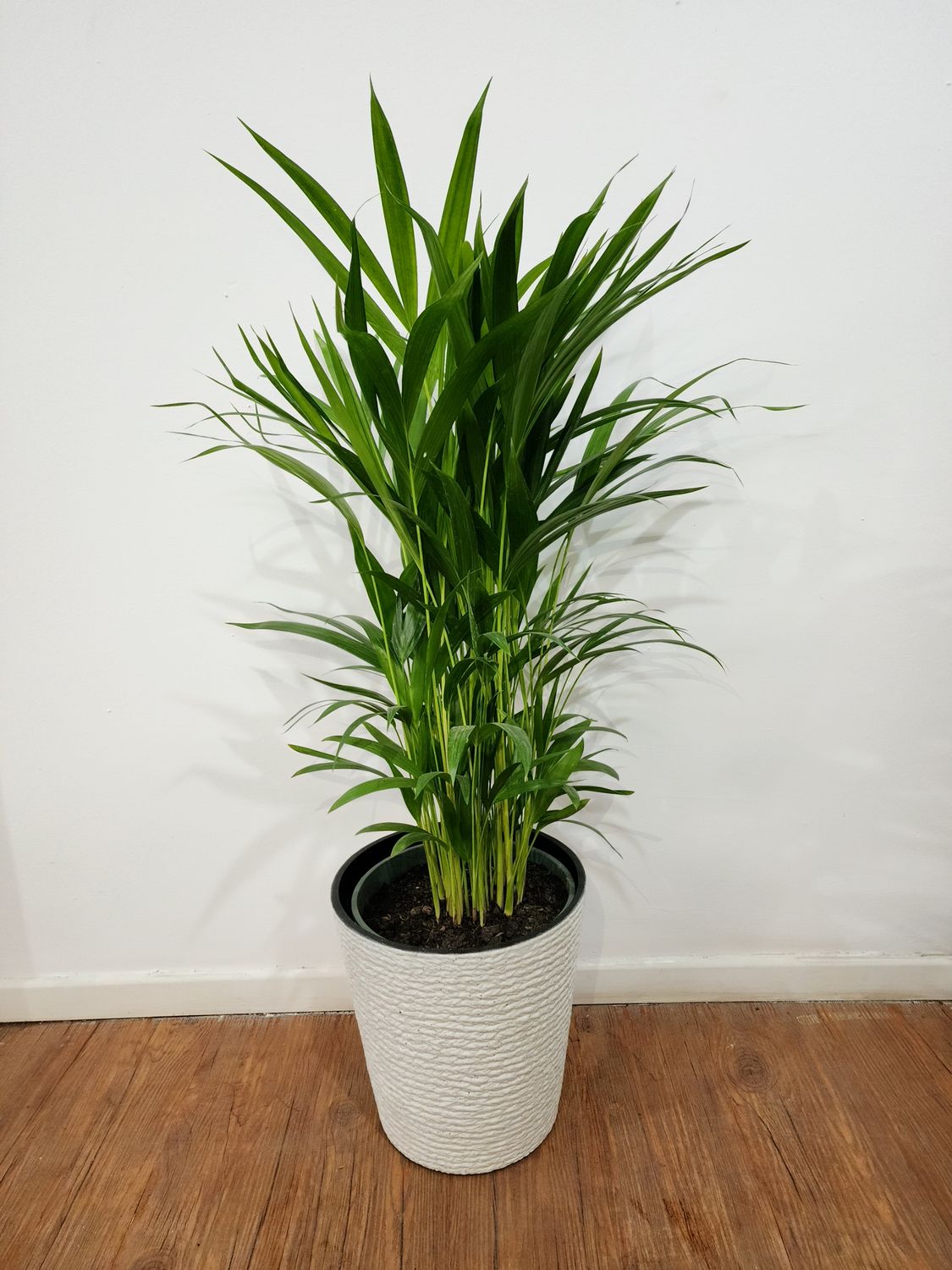 Palmera Areca con maceta