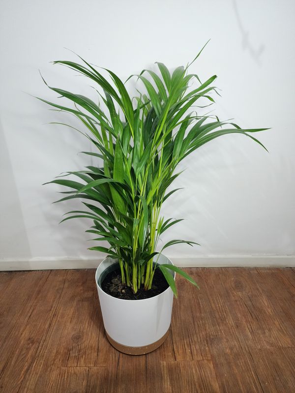 Palmera Areca con maceta L