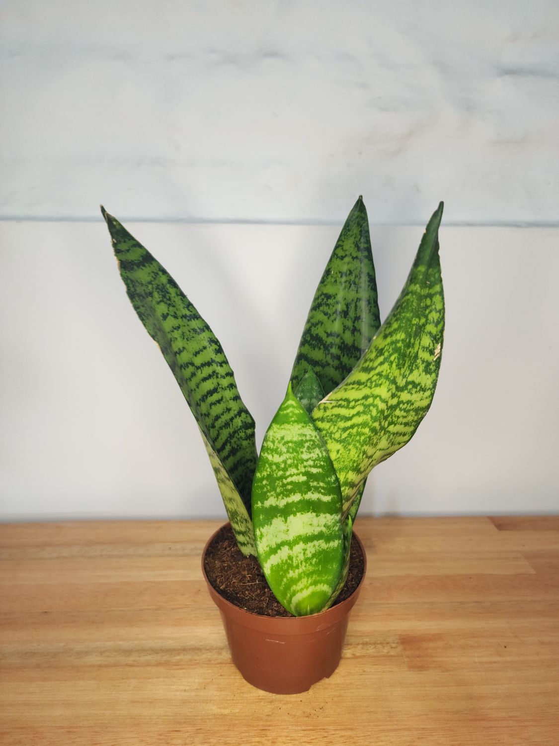 Espada de San Jorge mini 35 cm