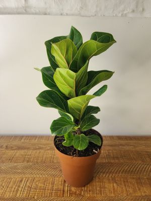 Ficus Lyrata bambino S 50 cm