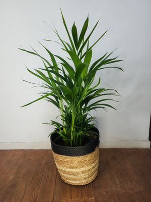 Palmera Areca con cesto