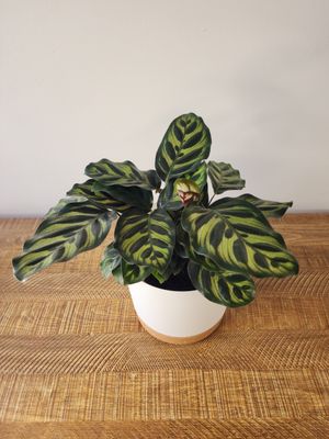 Calathea makoyana con maceta