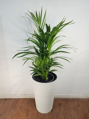 Palmera Areca con maceta XL