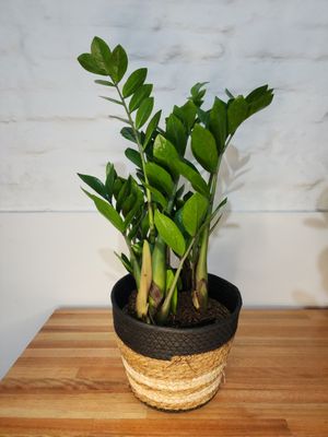 Zamioculca o planta del dinero con cesto